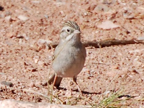 Brewer's Sparrow (Spizella breweri)