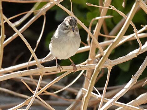 Brewer's Sparrow (Spizella breweri)