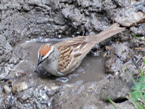 Chipping Sparrow (Spizella passerina)