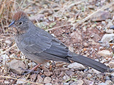 Canyon Towhee (Pipilo fuscus)