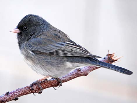 Slate-colored Junco (Junco hyemalis)