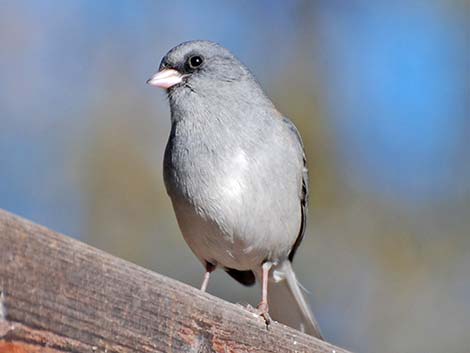 Dark-eyed Junco (Junco hyemalis)