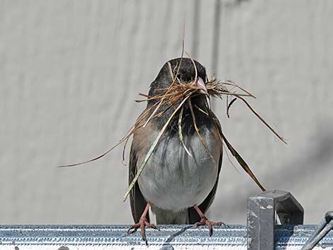 Dark-eyed Junco (Junco hyemalis)