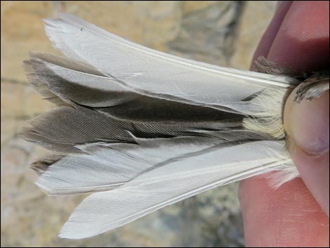 Dark-eyed Junco (Junco hyemalis)