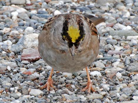 Golden-crowned Sparrow (Zonotrichia atricapilla)