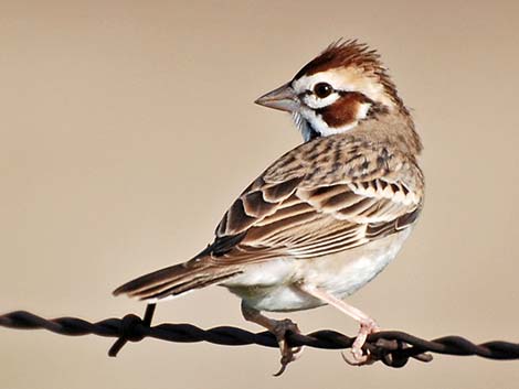 Lark Sparrow (Chondestes grammacus)