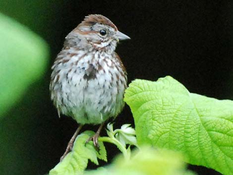 Song Sparrow (Melospiza melodia)