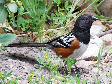 Emberizidae (spotted towhee)