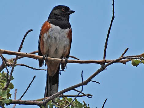 Spotted Towhee (Pipilo maculatus)