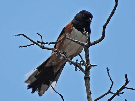 Spotted Towhee (Pipilo maculatus)