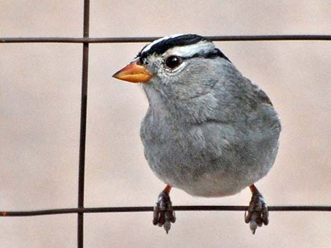 White-crowned Sparrow (Zonotrichia leucophrys)