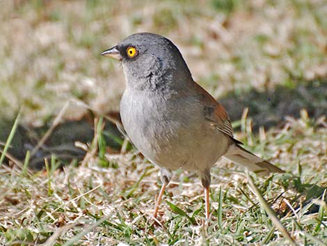 Yellow-eyed Junco (Junco phaeonotus)