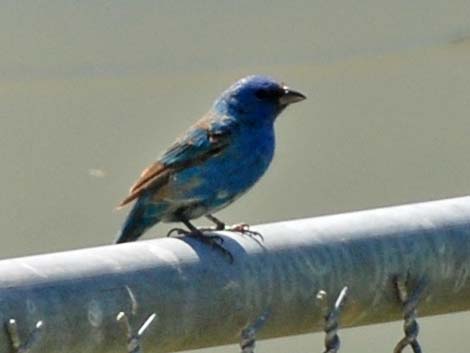 Indigo Bunting (Passerina cyanea)