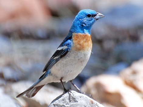 Lazuli Bunting (Passerina amoena)