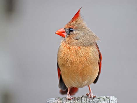 Northern Cardinal (Cardinalis cardinalis)