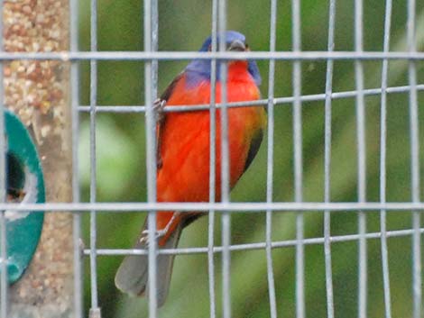 Painted Bunting (Passerina ciris)