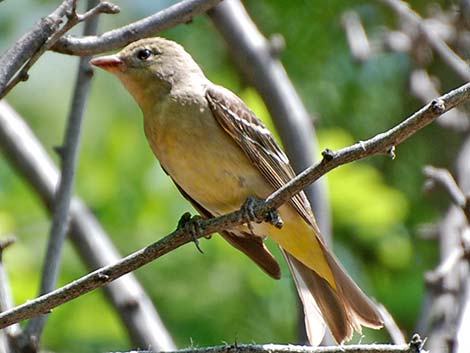 Western Tanager (Piranga ludoviciana)