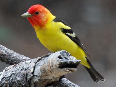 Cardinalidae, Western Tanager