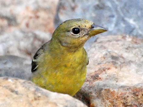 Western Tanager (Piranga ludoviciana)