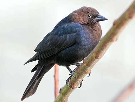 Brown-headed Cowbird (Molothrus ater)