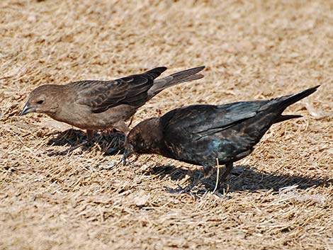 Brown-headed Cowbird (Molothrus ater)