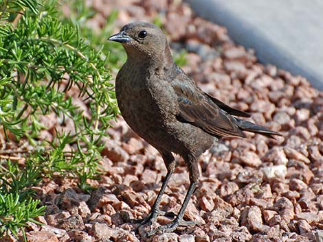 Brewer's Blackbird (Euphagus cyanocephalus)