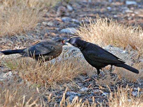 Brewer's Blackbird (Euphagus cyanocephalus)