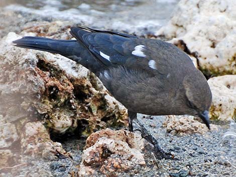 Brewer's Blackbird (Euphagus cyanocephalus)