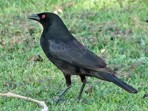 Bronzed Cowbird (Molothrus aeneus)