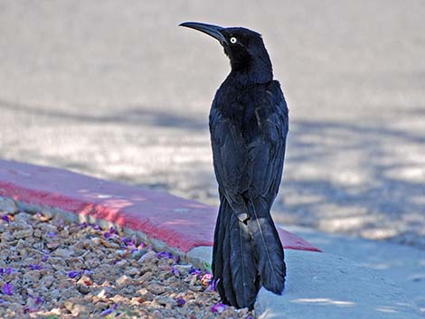 Great-tailed Grackle (Quiscalus mexicanus)