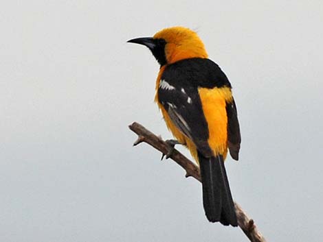 Hooded Oriole (Icterus cucullatus)