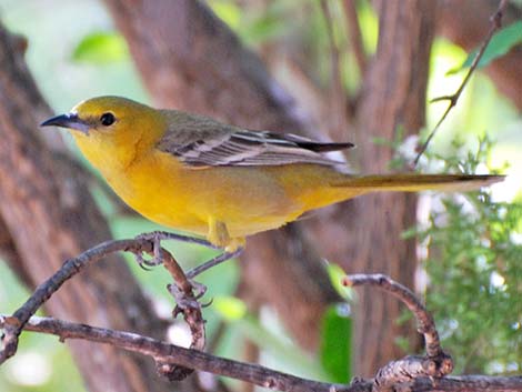 Hooded Oriole (Icterus cucullatus)