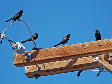 Red-winged Blackbird (Agelaius phoeniceus)