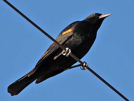 Red-winged Blackbird (Agelaius phoeniceus)