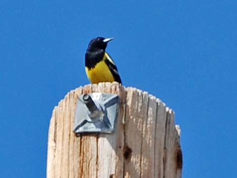 Scott's Oriole (Icterus parisorum)