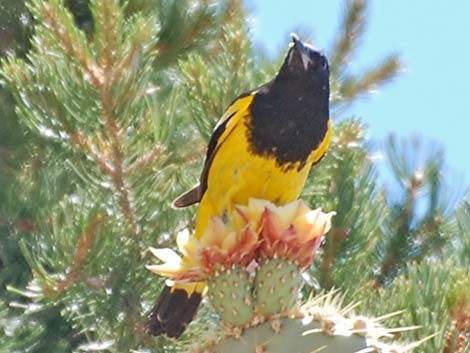 Scott's Oriole (Icterus parisorum)