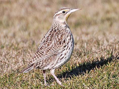 Western Meadowlark (Sturnella neglecta)