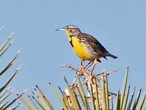 Western Meadowlark (Sturnella neglecta)