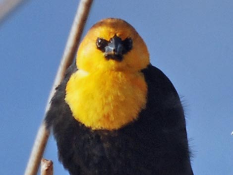 Male Yellow-headed Blackbird