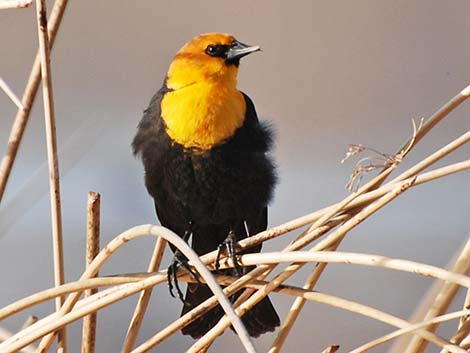 Yellow-headed Blackbird (Xanthocephalus xanthocephalus)