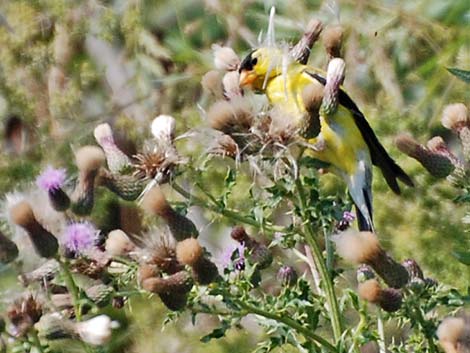 American Goldfinch (Carduelis tristis)