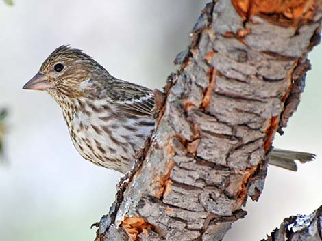 Cassin's Finch (Carpodacus cassinii)