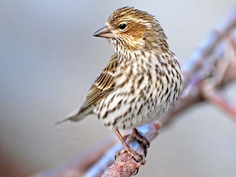 Cassin's Finch (Carpodacus cassinii)