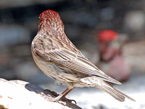 Cassin's Finch (Carpodacus cassinii)