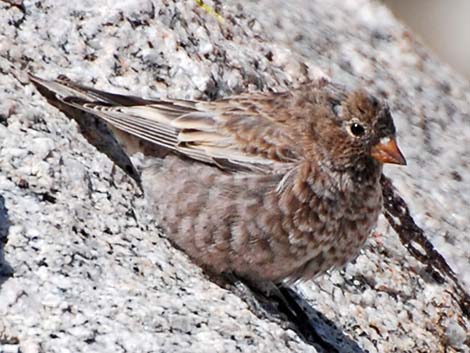 Gray-crowned Rosy-Finch (Leucosticte tephrocotis)