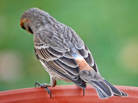 House Finch (Carpodacus mexicanus)