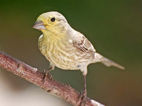 House Finch (Carpodacus mexicanus)