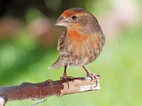 Fringillidae, Finches