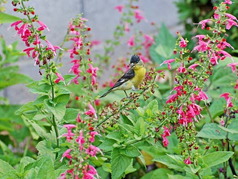 Lesser Goldfinch (Carduelis psaltria)