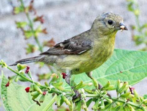 Lesser Goldfinch (Carduelis psaltria)